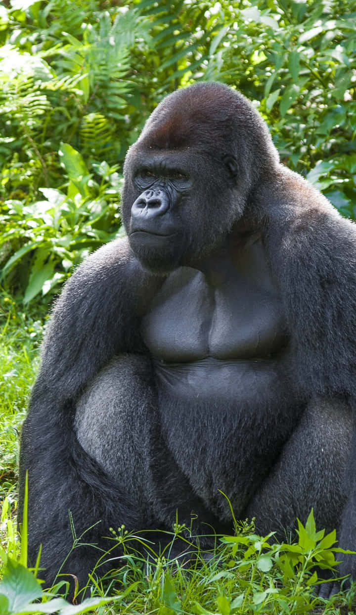 iPhone Xs Max Gorilla Background Wild Animal