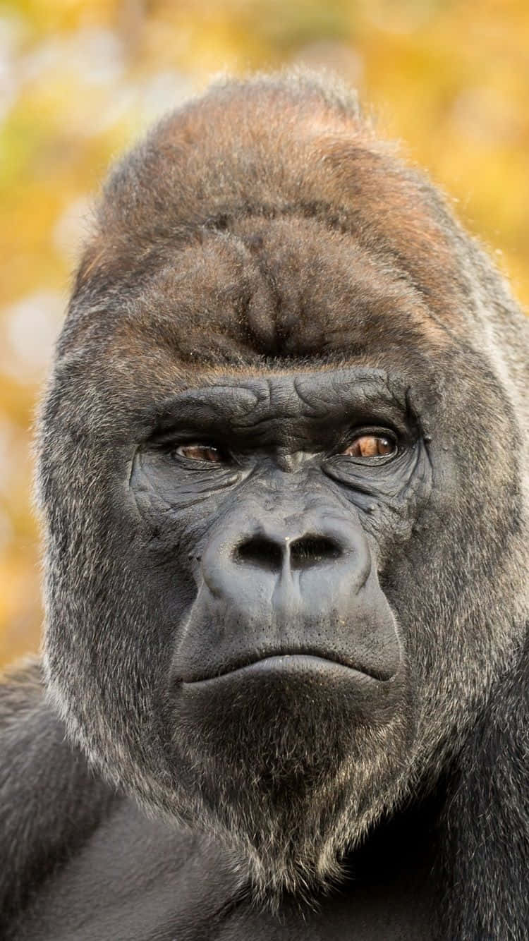 iPhone Xs Max Gorilla Background Muscular Face