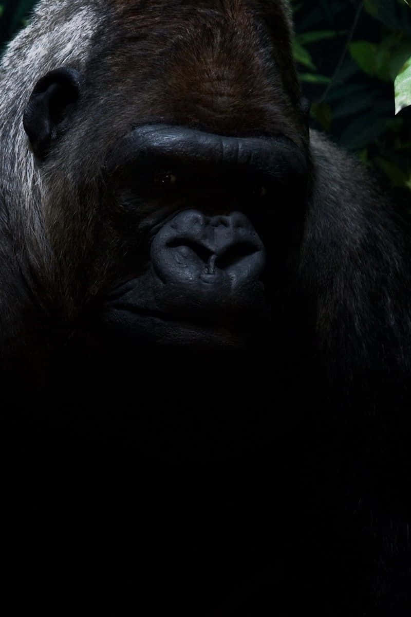 iPhone Xs Max Gorilla Background Pitch-black Hair
