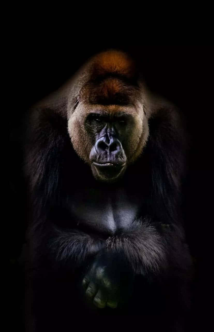 iPhone Xs Max Gorilla Background With Reddish Head