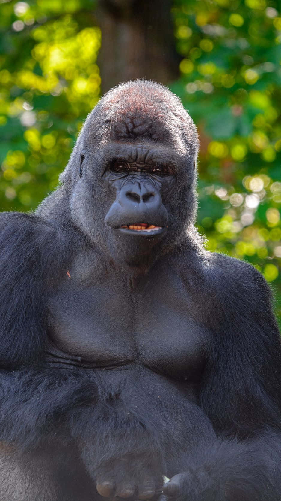 Majestic Jungle King: iPhone XS Max Gorilla Background