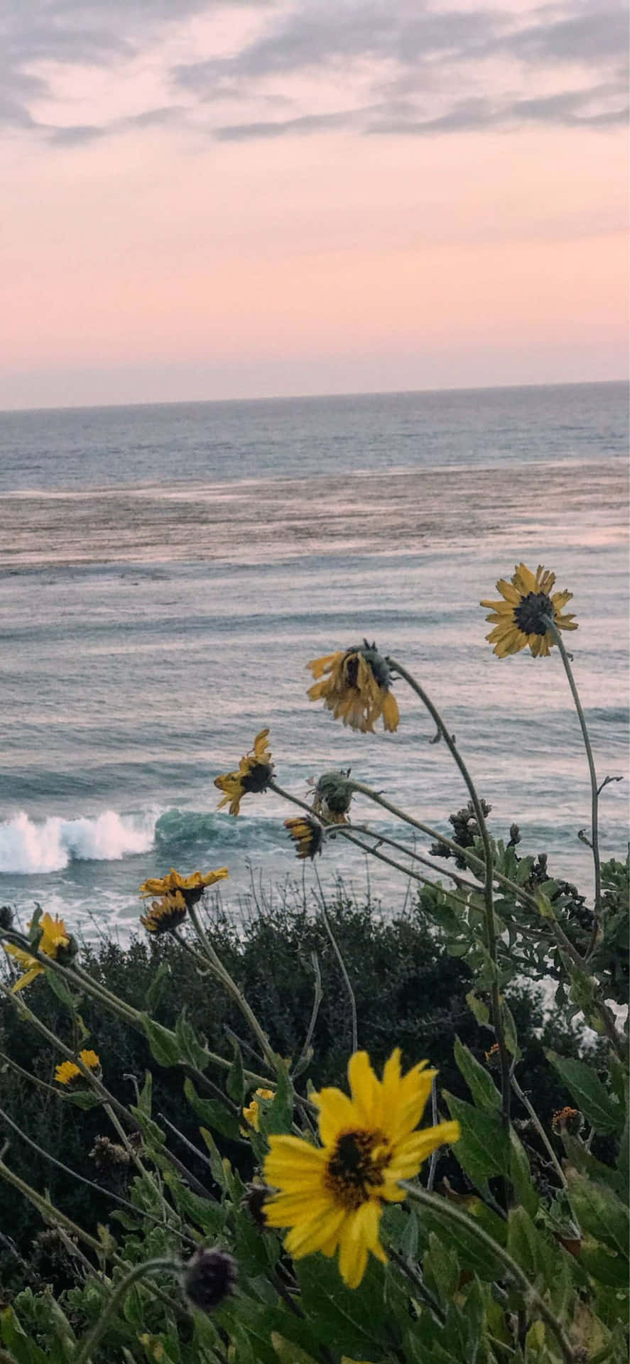 Iphone Xs Max Malibu Background Flowers By The Beach