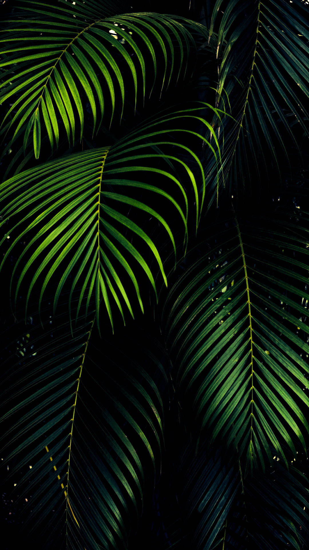 Iphone Xs Max Oled 3d Palm Leaves Wallpaper
