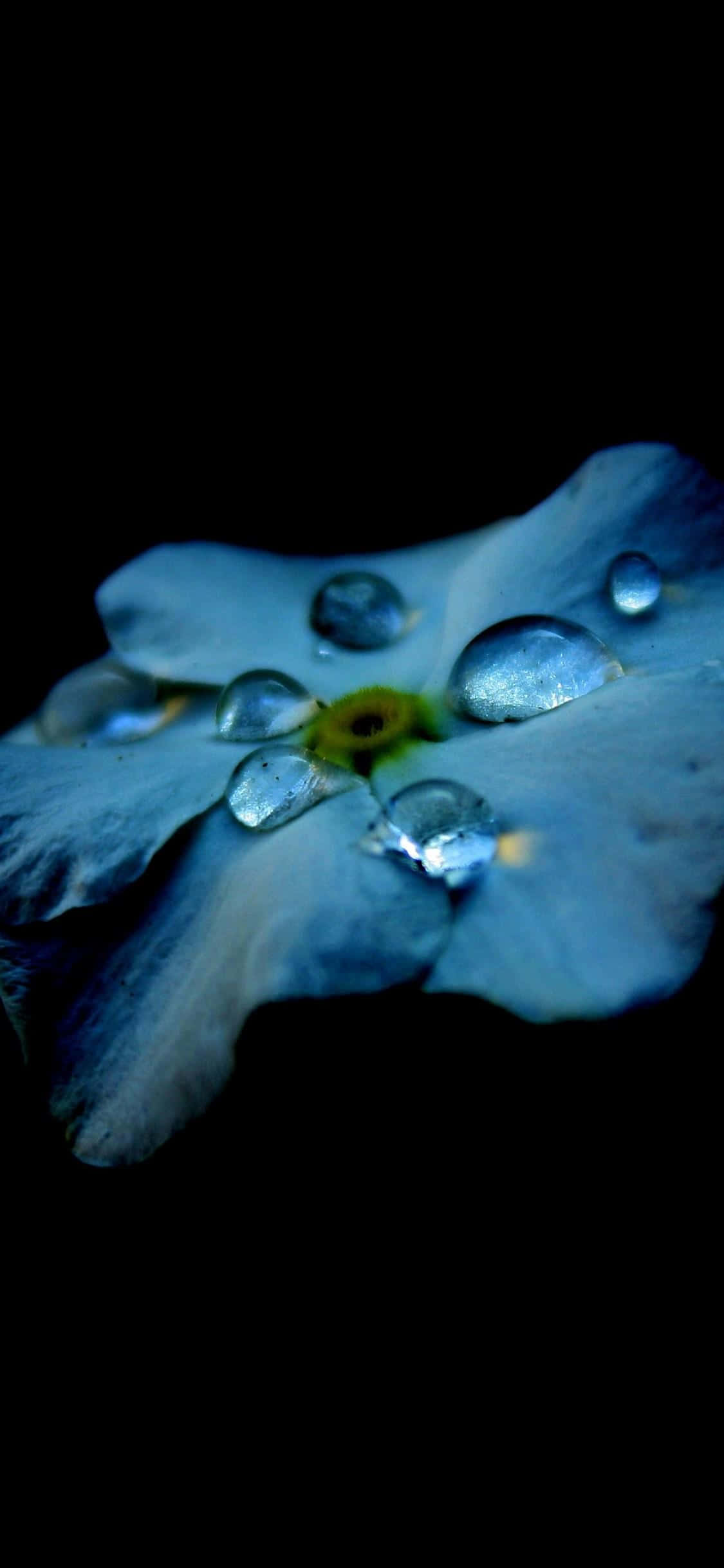 Enblå Blomma Med Vattendroppar På