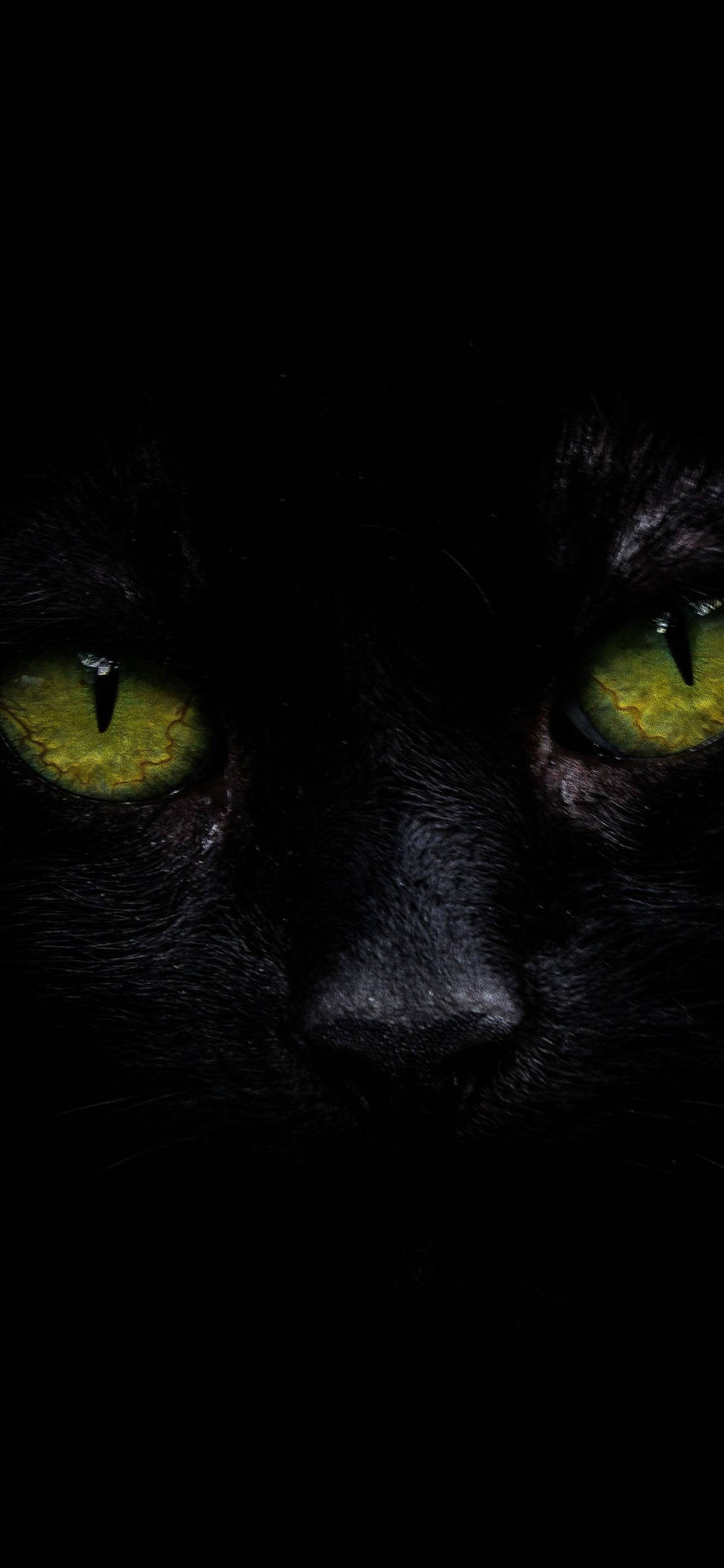 Iphone Xs Max Oled Black Cat