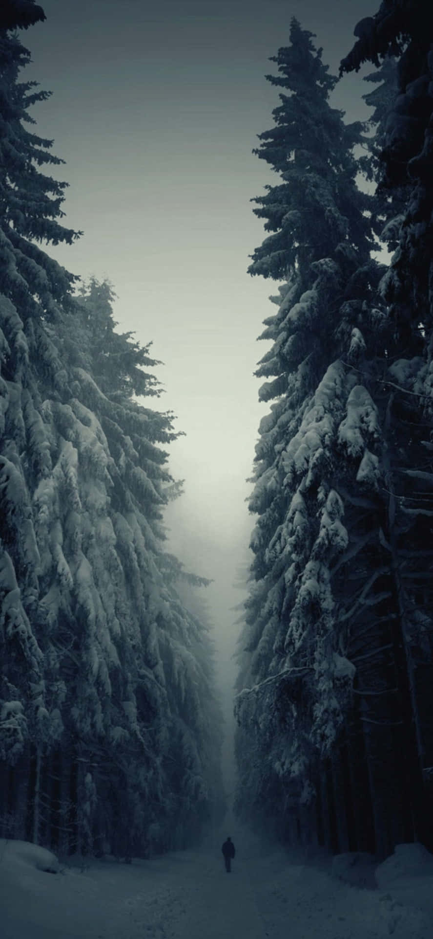 Gloomy Pine Trees iPhone XS Max Winter Background