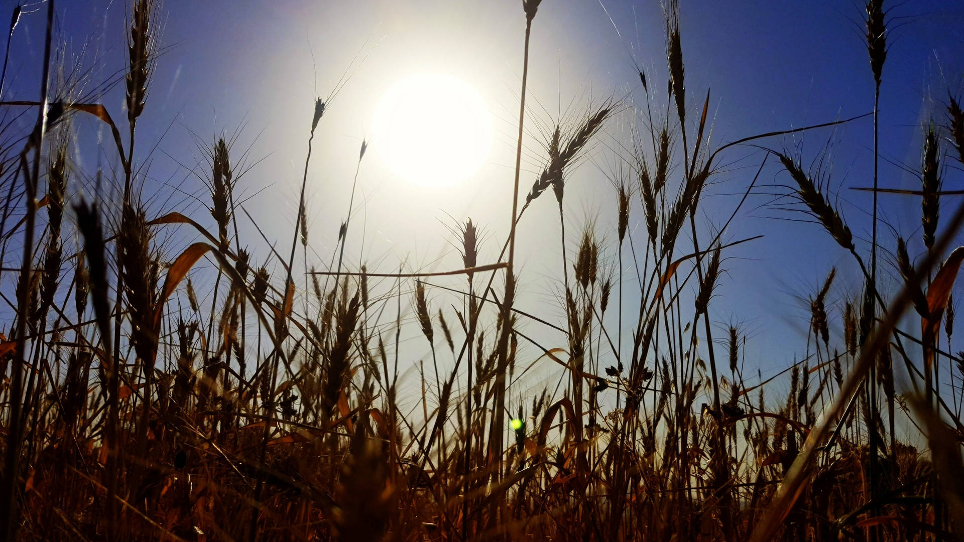 Irak Tarweveld Zonlicht Achtergrond