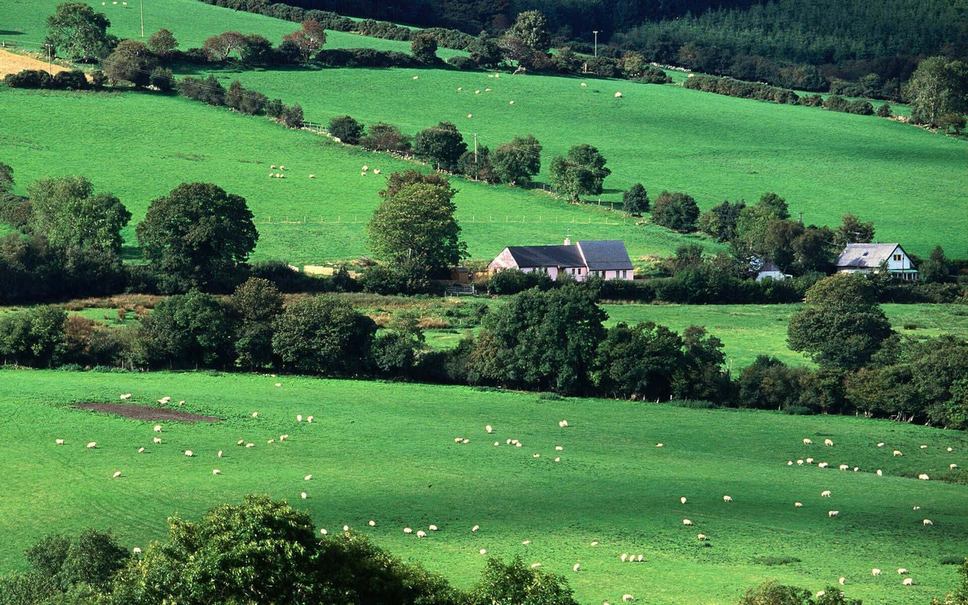 Ireland Countryside Sheep On Green Pastures Background