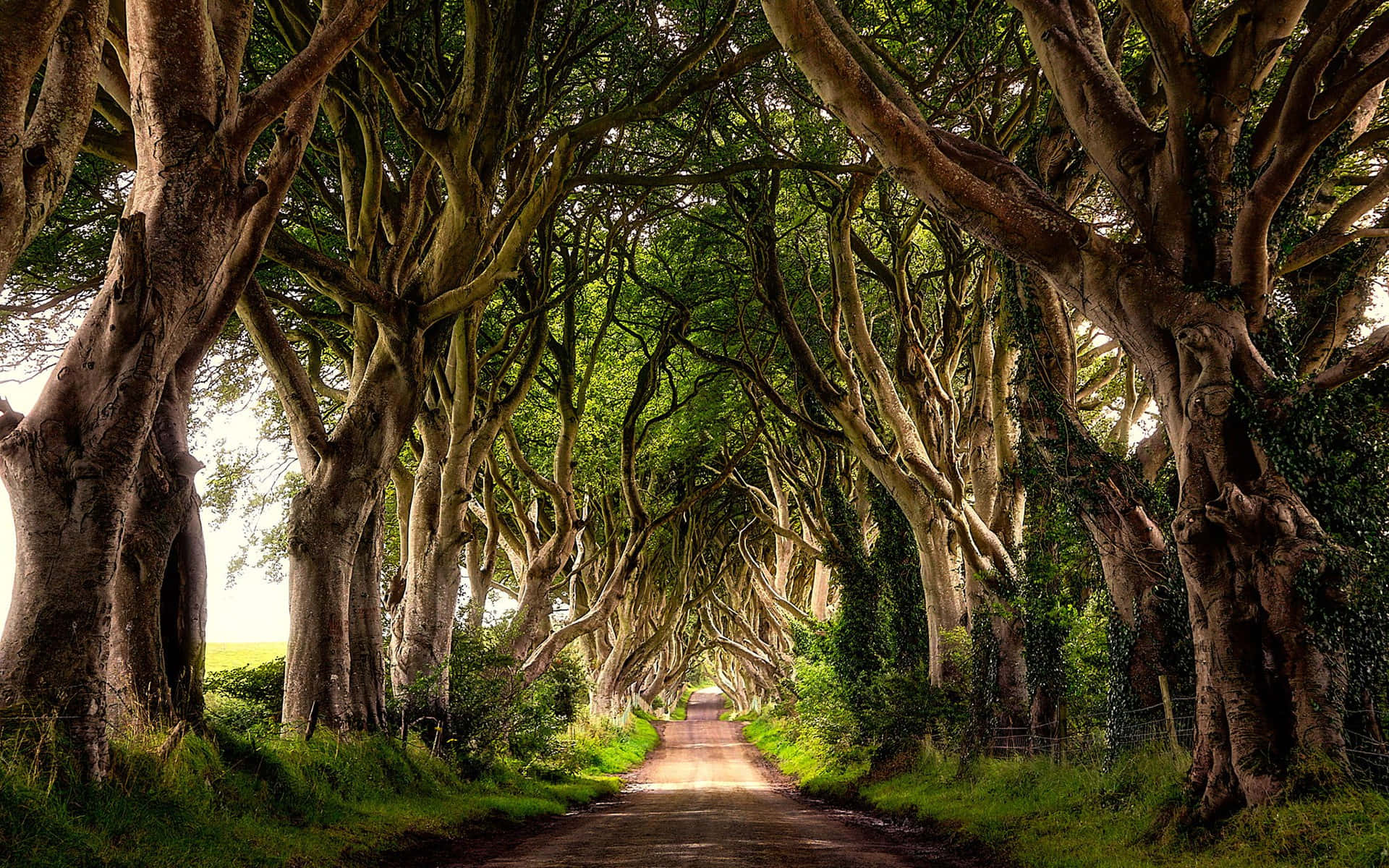 Caminhodas Árvores Da Irlanda Para O Desktop Papel de Parede