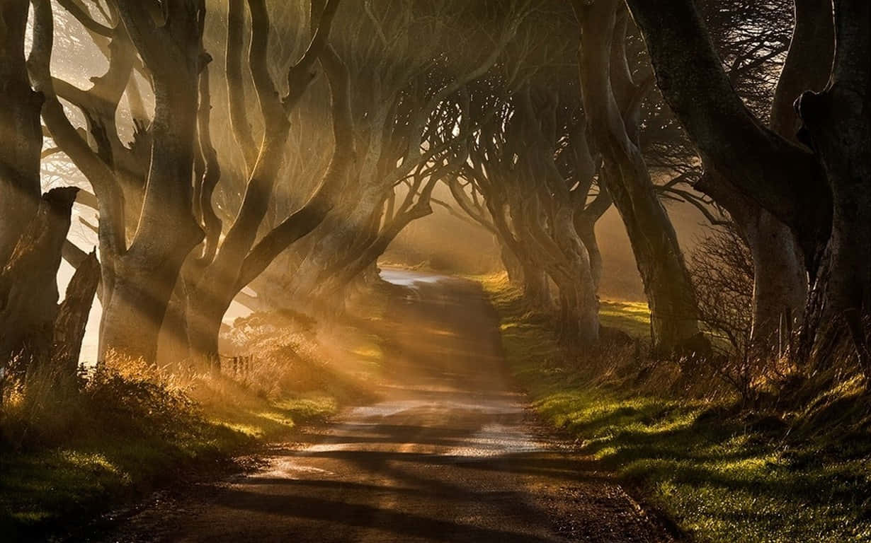 Pathway Of Trees Ireland Desktop Wallpaper