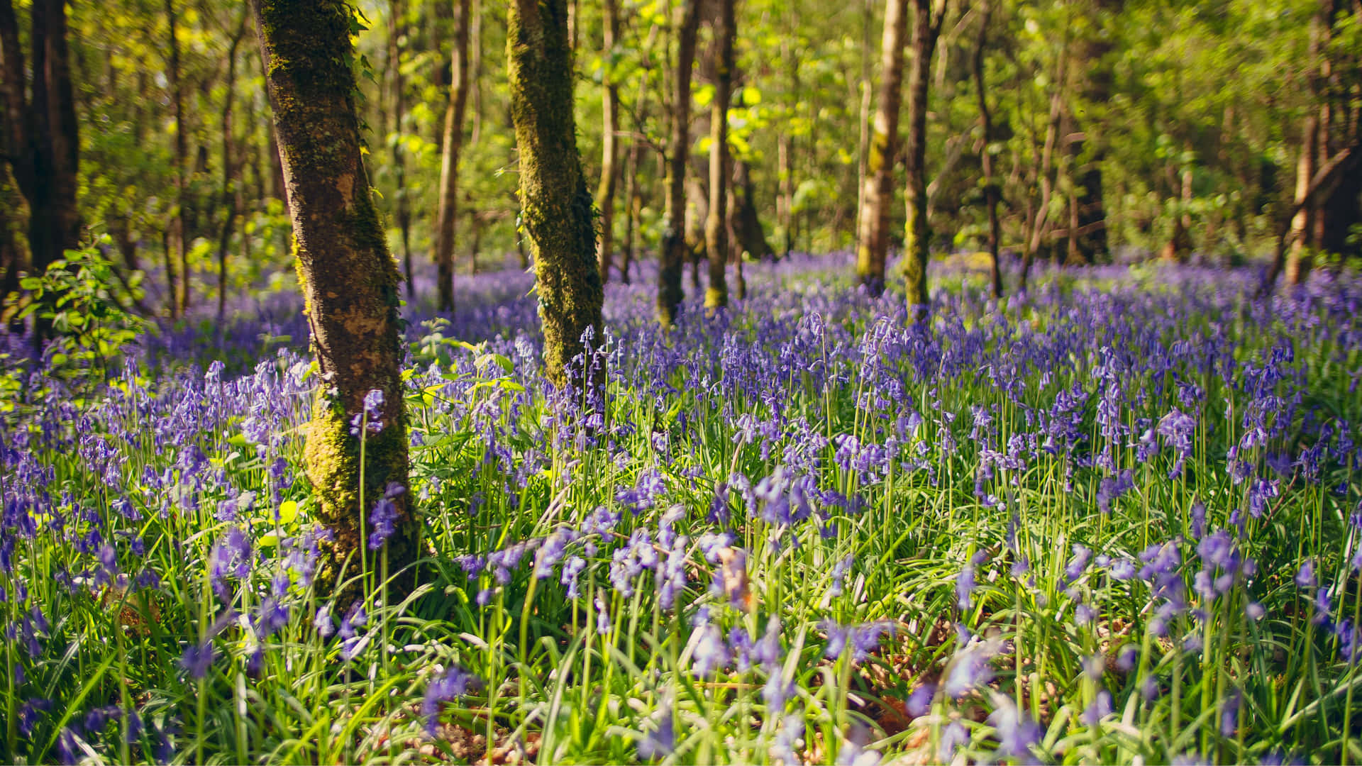 Bluebells Grass In Forest Ireland Desktop Wallpaper