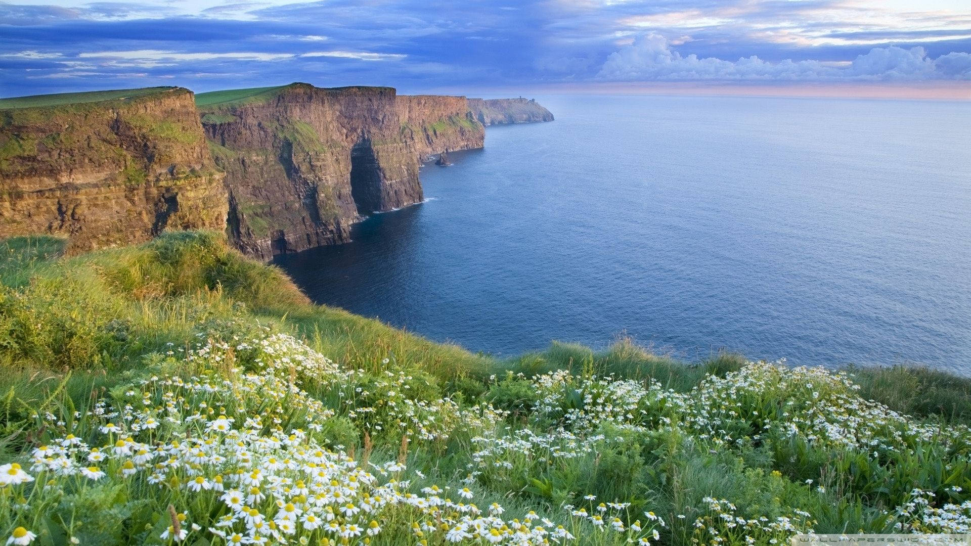 Ireland Wildflowers Cliffs Of Moher
