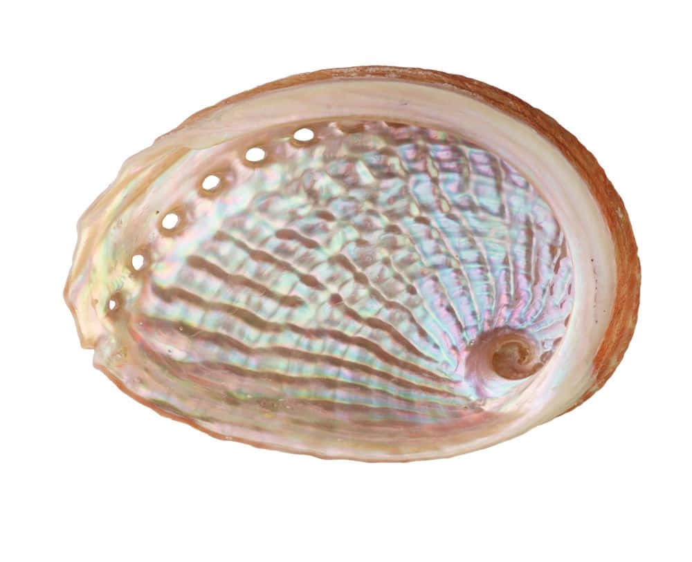 Iridescent Abalone Shell Wallpaper