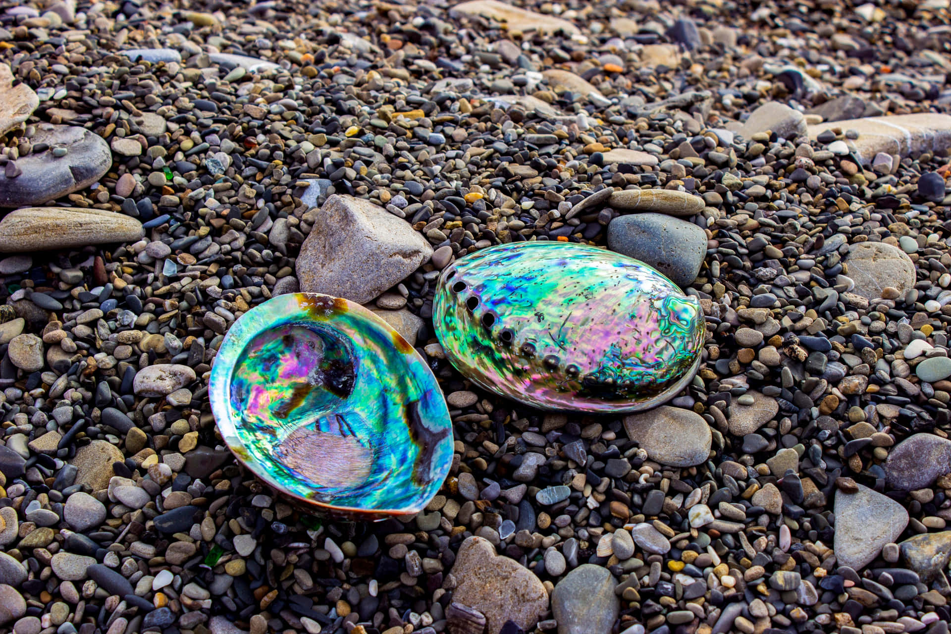 Iridescent Abalone Shells On Pebbled Beach Wallpaper