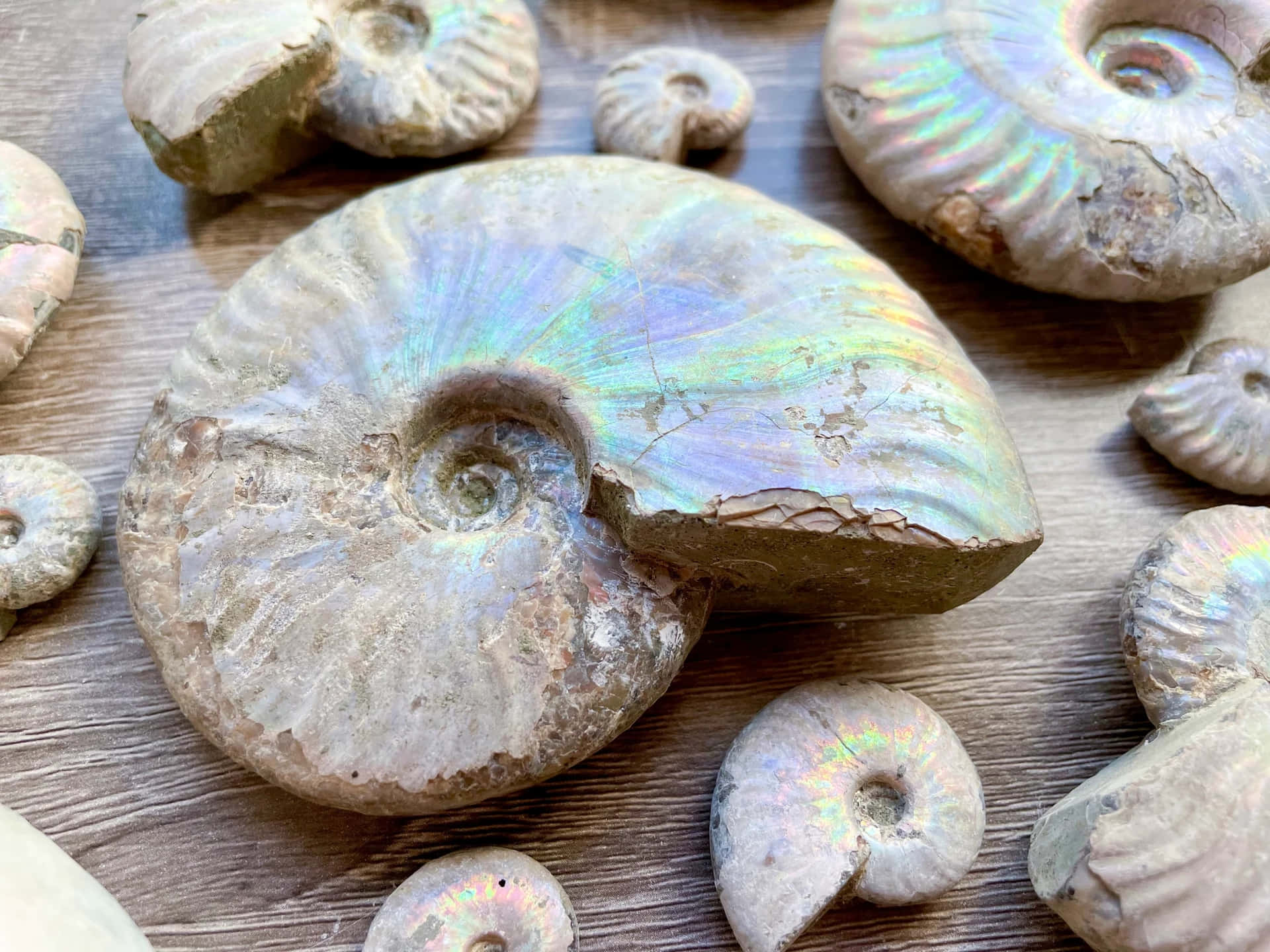 Iridescent Ammonite Fossilson Wooden Background Wallpaper