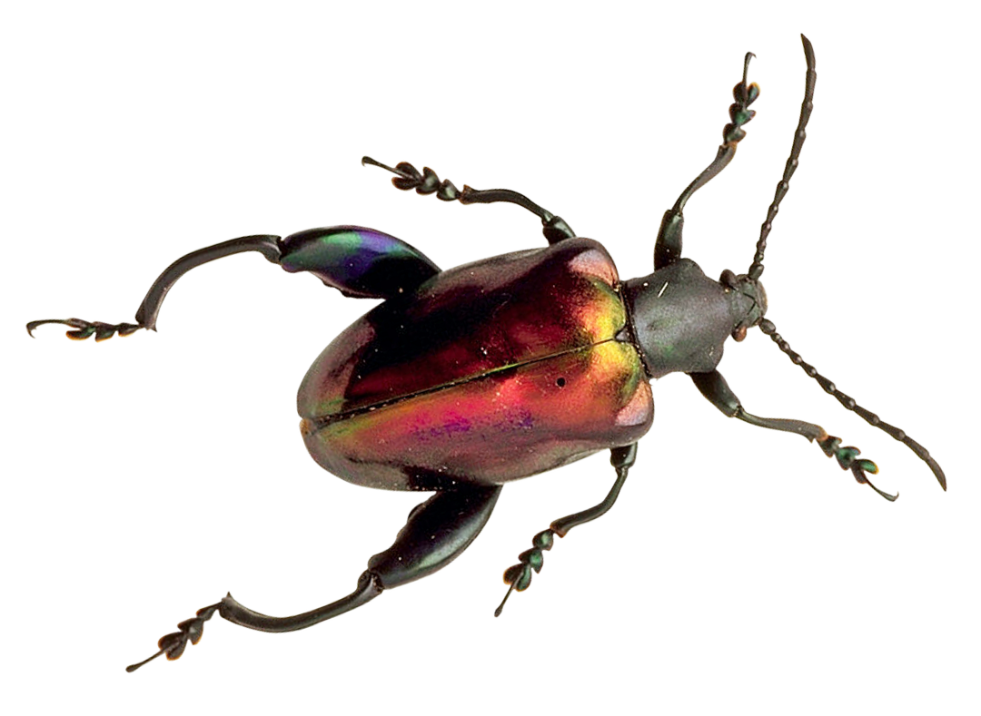 Iridescent Beetle Specimen PNG
