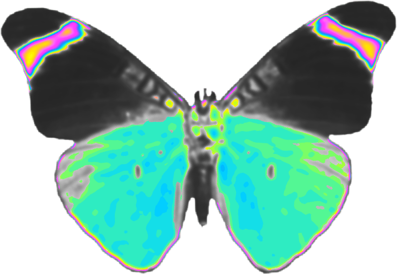 Iridescent Butterfly Wings PNG