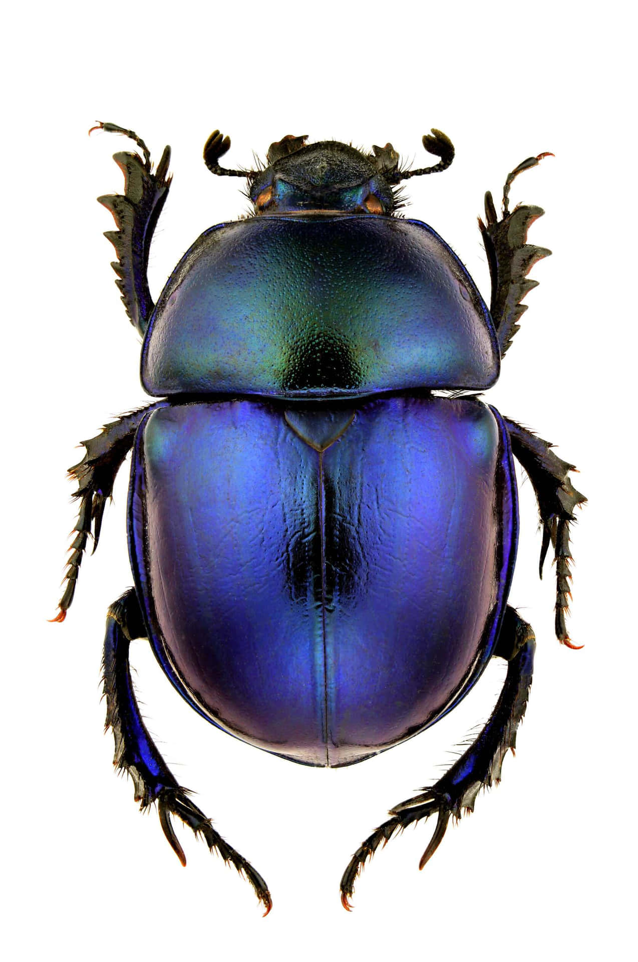 Iridescent Dung Beetle Wallpaper