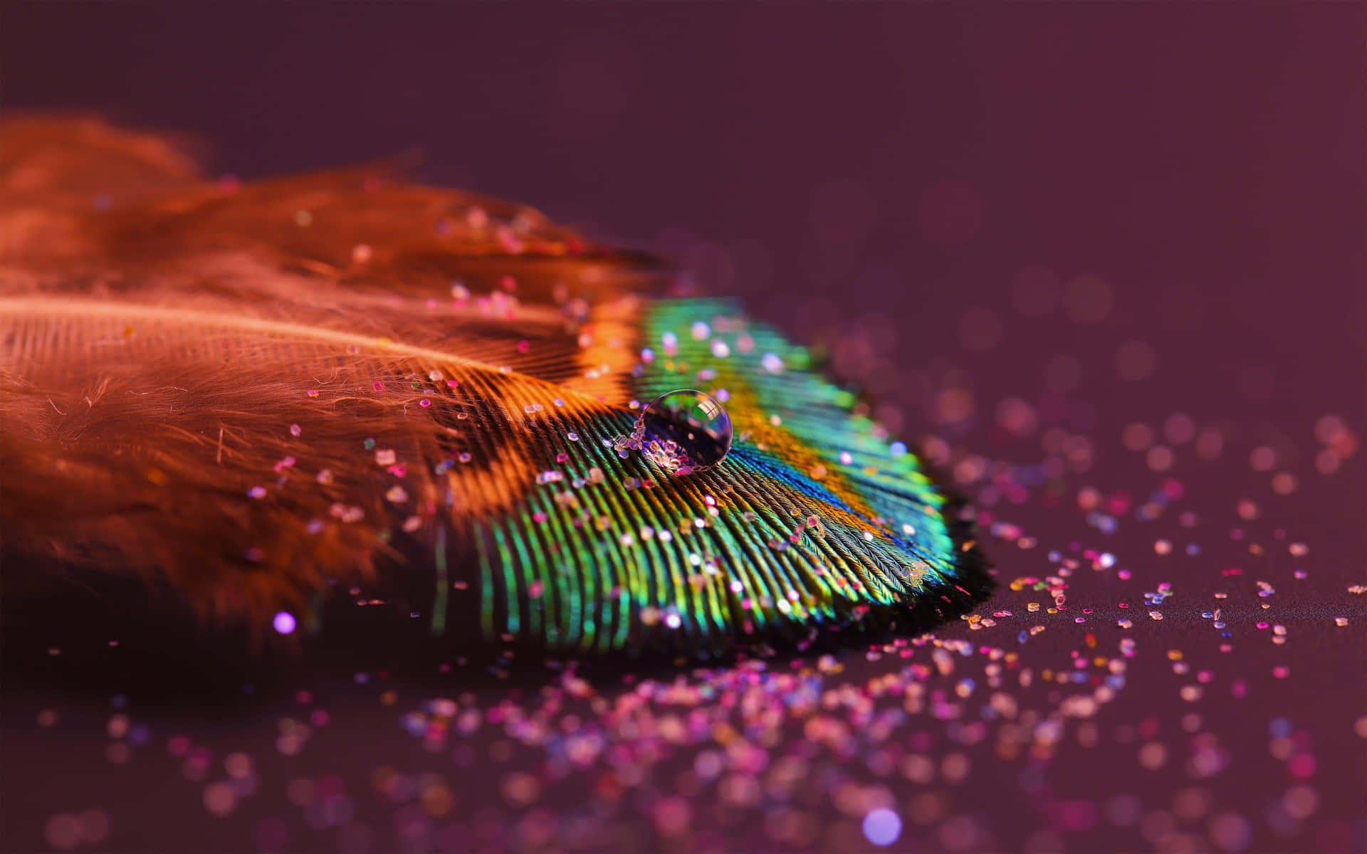 Iridescent Featherwith Water Droplet Wallpaper