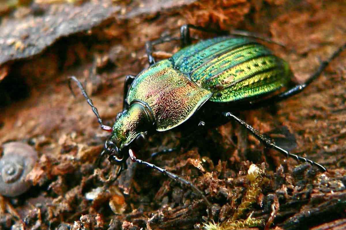 Iridescent Ground Beetle On Wood Wallpaper