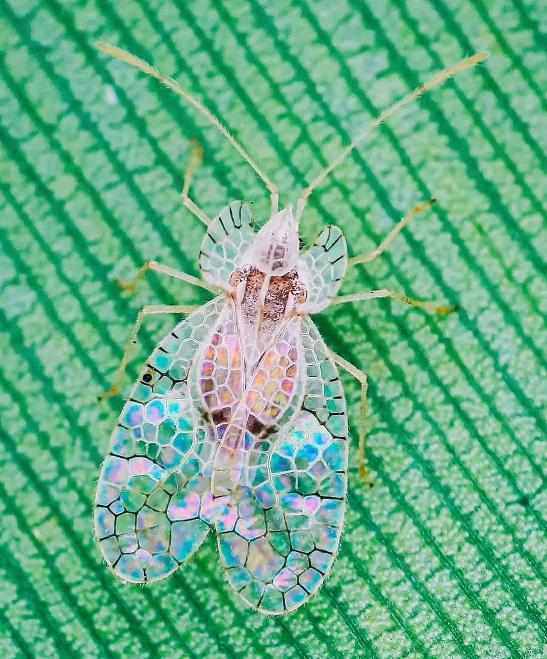 Iridescent Lace Bug On Leaf Wallpaper