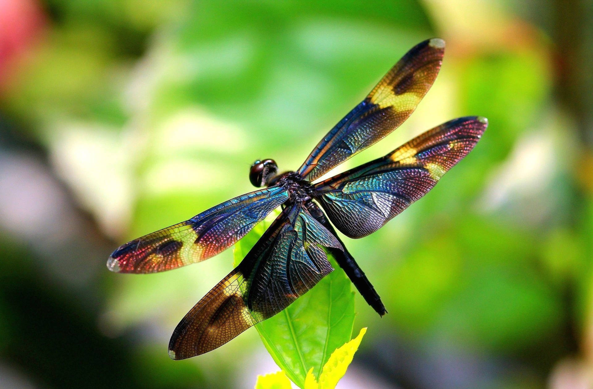 Iridescent Metallic Dragonfly