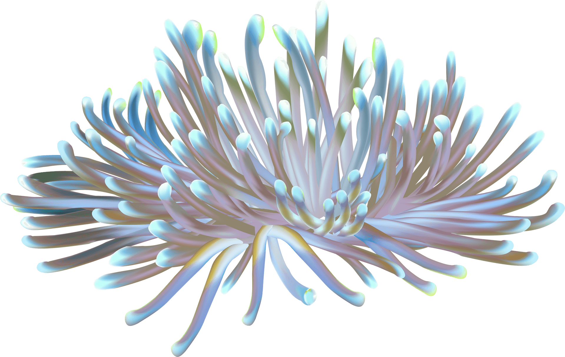 Iridescent Sea Anemone PNG