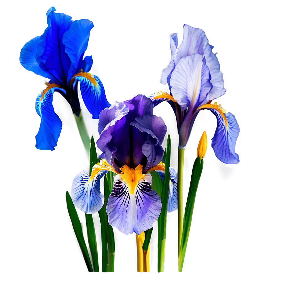 Iris Flower Bush Png 60 PNG
