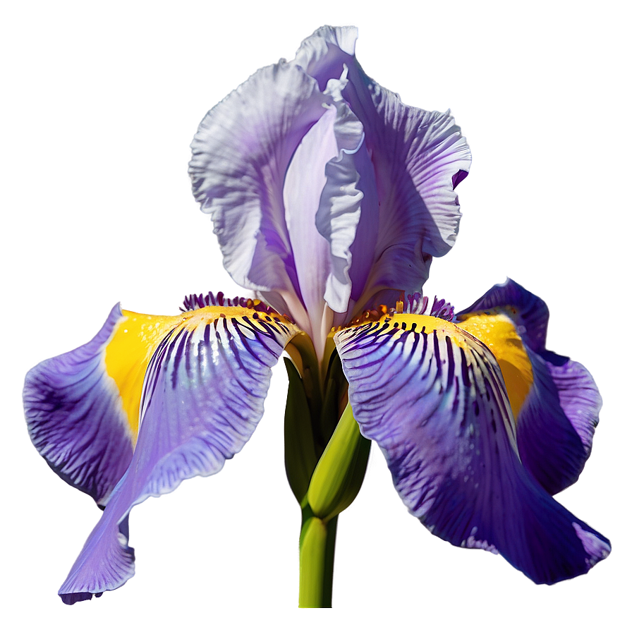 Iris Flower Decal Design Png 92 PNG