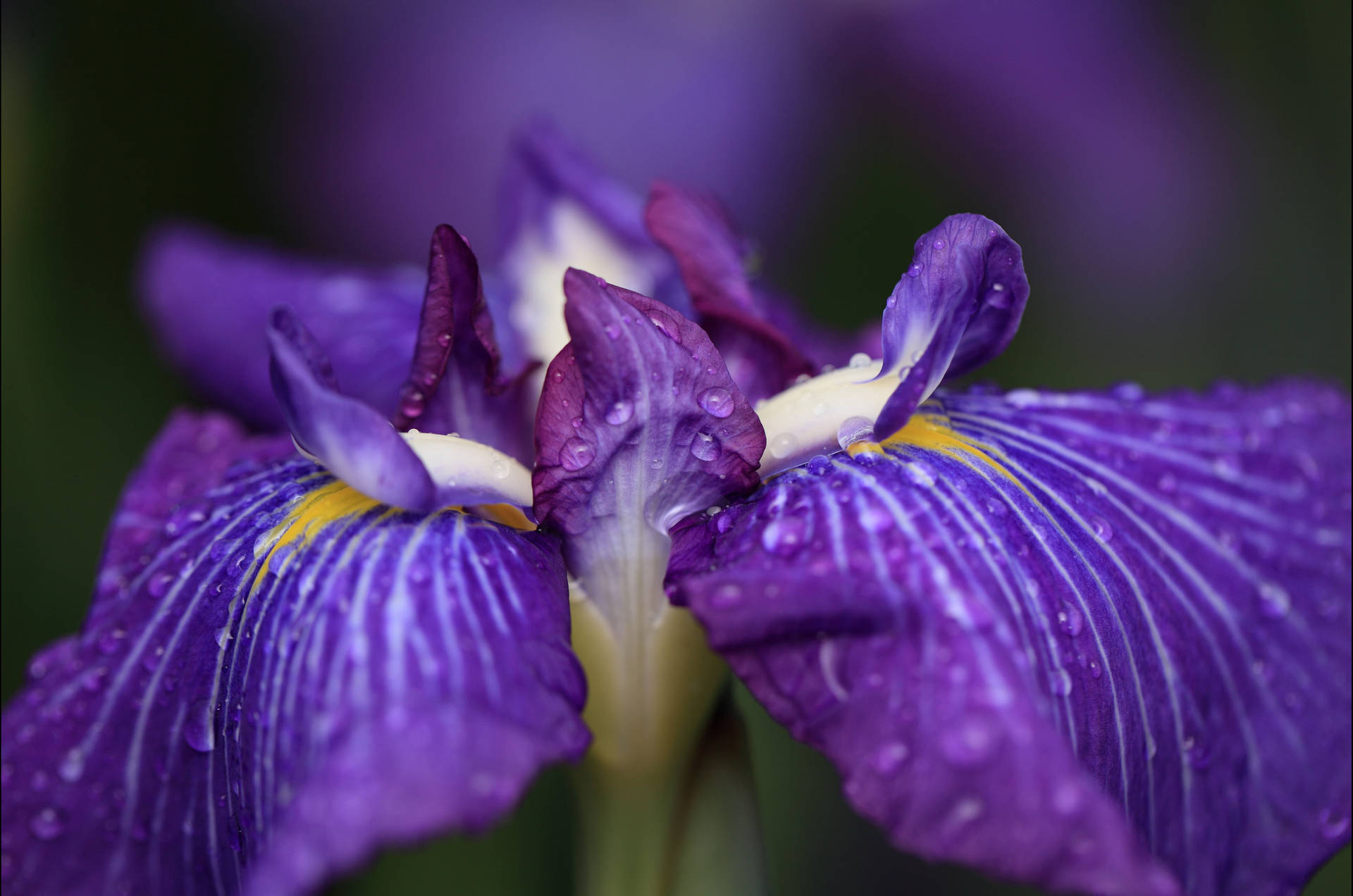 Iris Flower Ensata