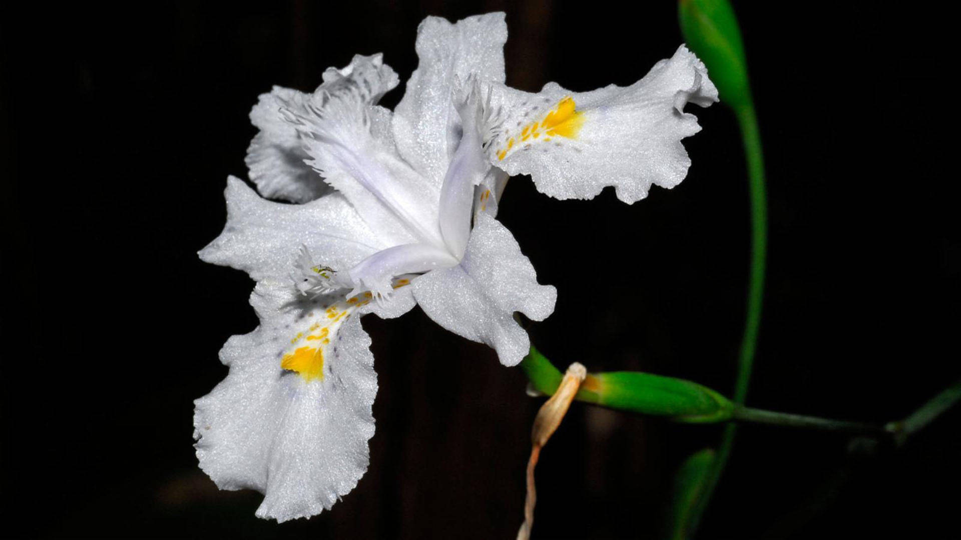 Iris Flower Japonica