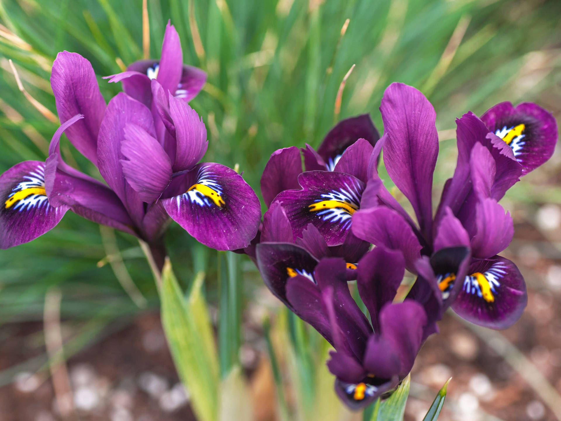 Iris Flower Reticulata