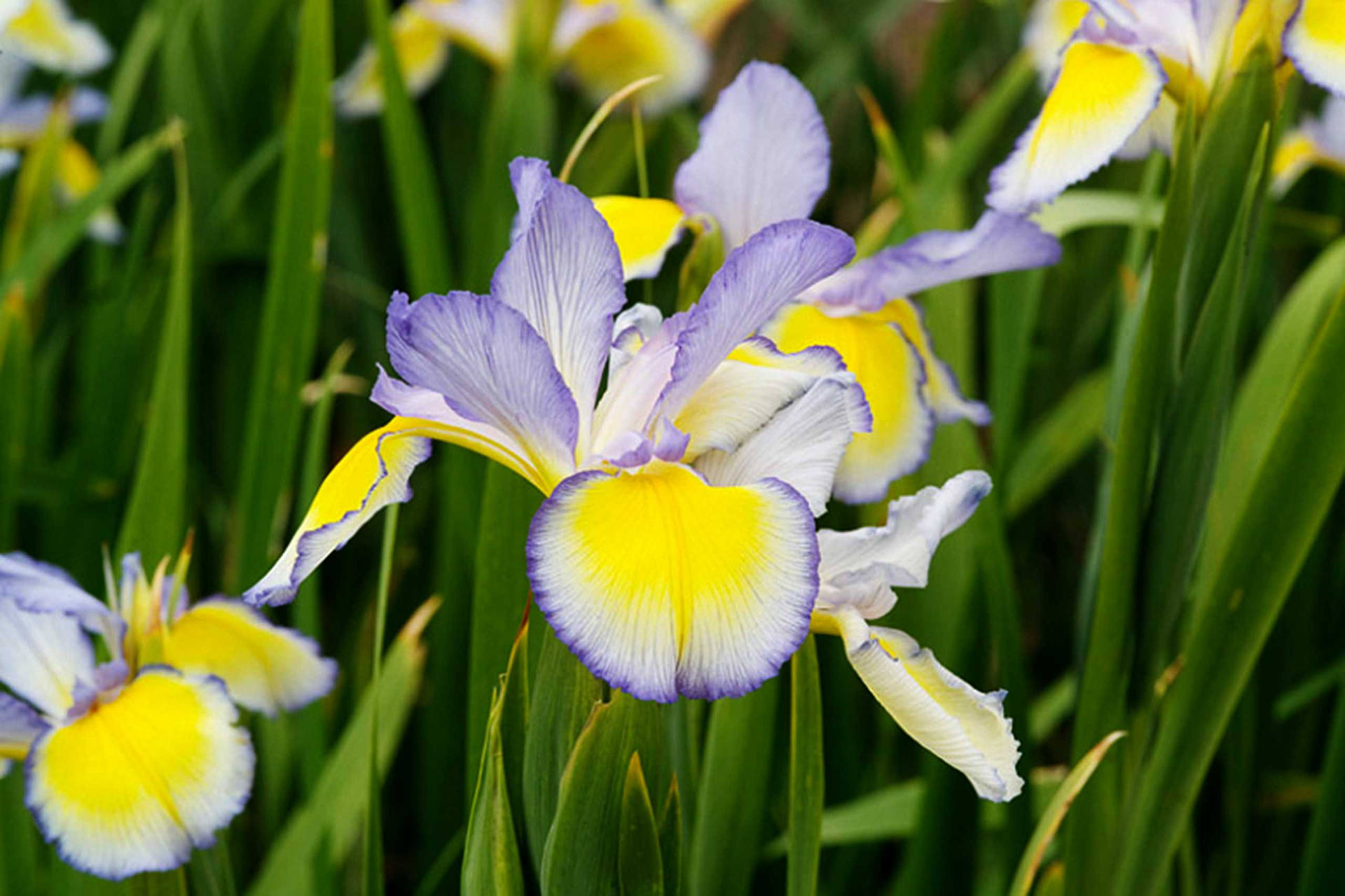 Iris Flower Spuria