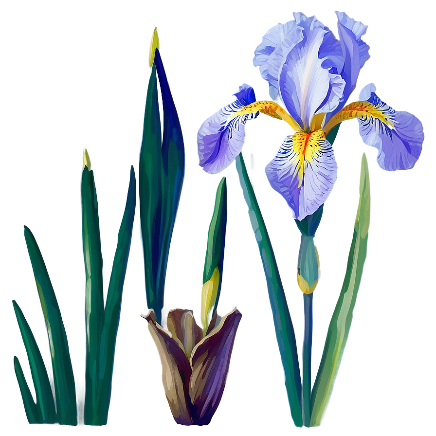 Iris Flower Transparent Png 05252024 PNG