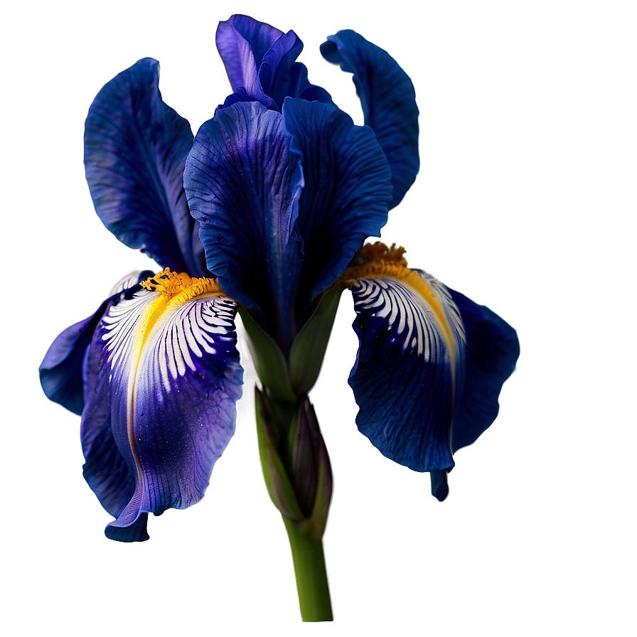 Iris Flower Transparent Png 05252024 PNG