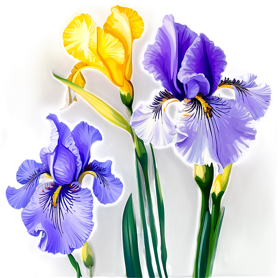 Iris Flower Transparent Png Bxe45 PNG