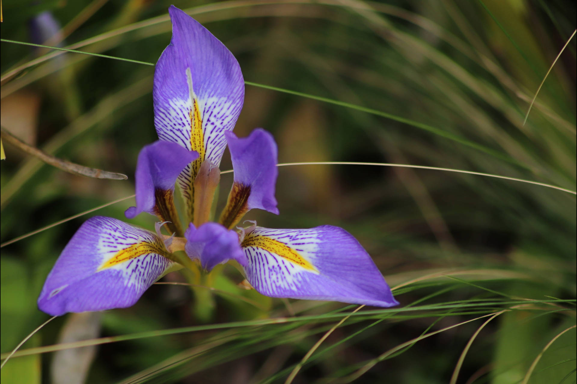 Iris Flower Unguicularis