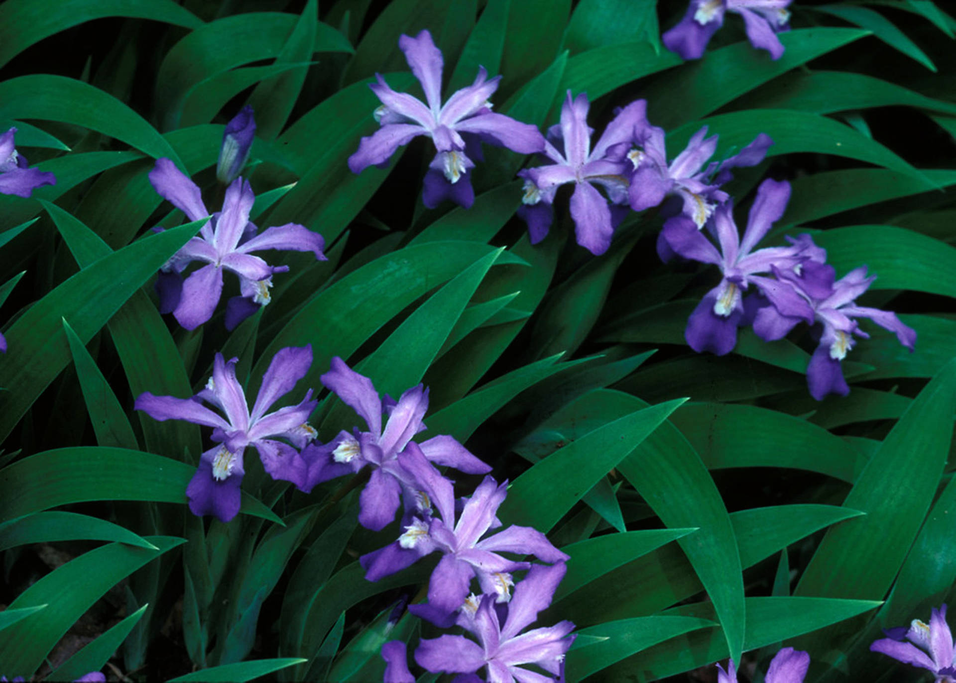 Iris Flowers Cristata
