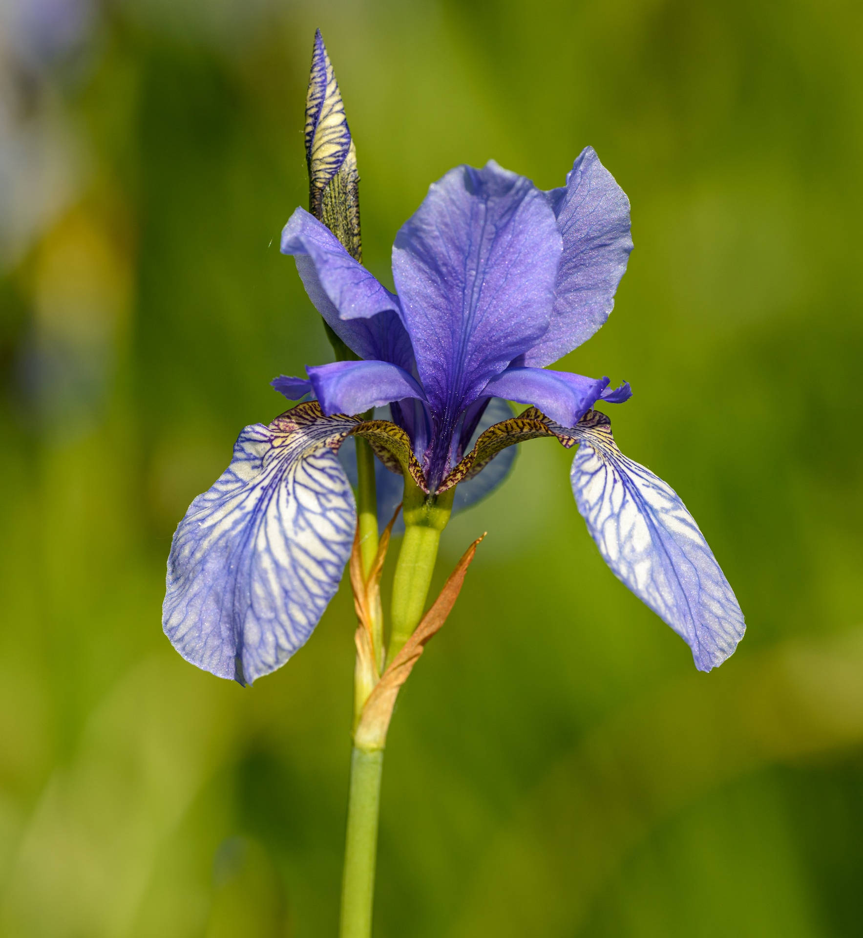 Iris Sibirica Blue King Flower Android Wallpaper