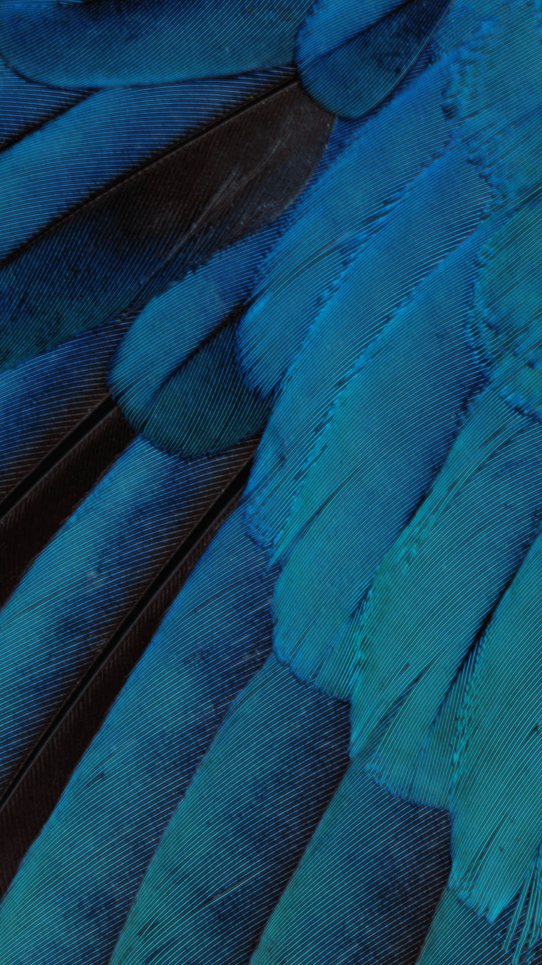 Iriserende Fjer Blå Iphone Wallpaper