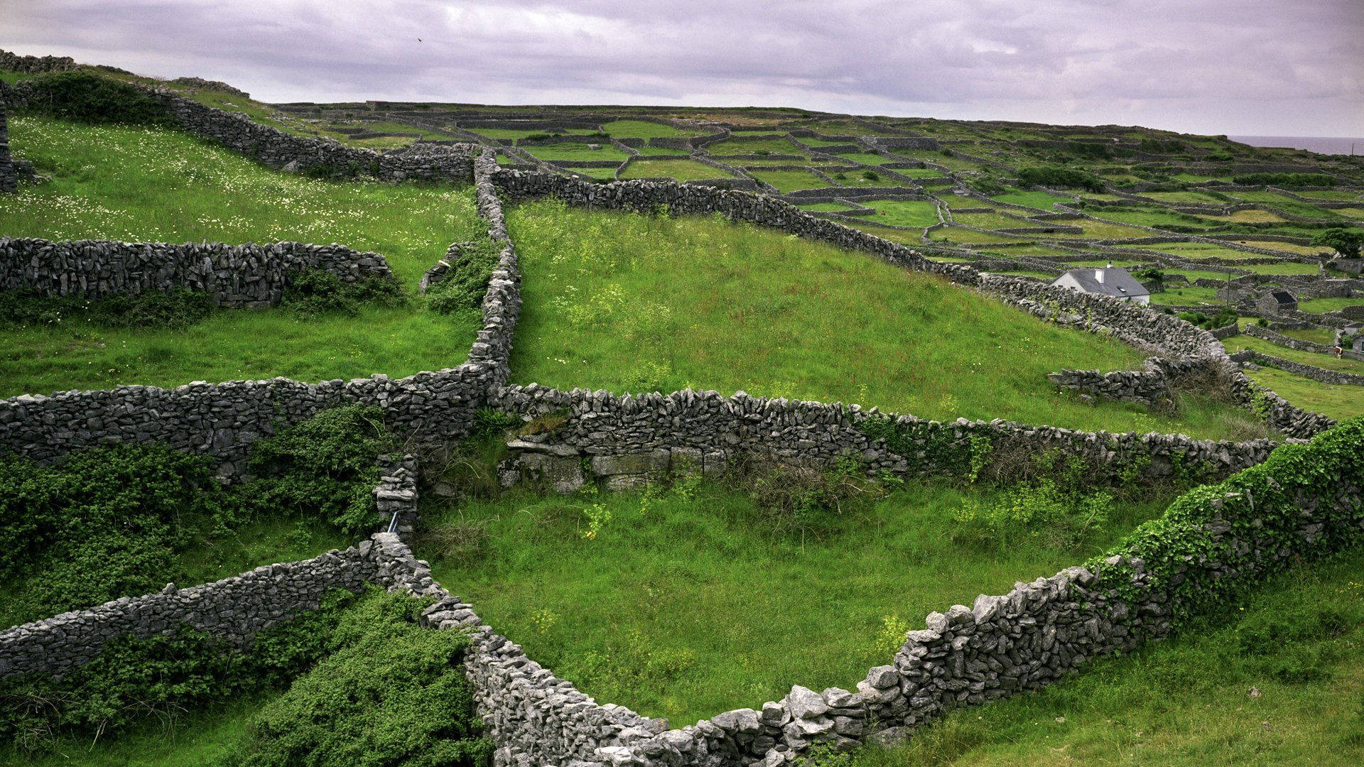 Irish Stone Walls Landscape