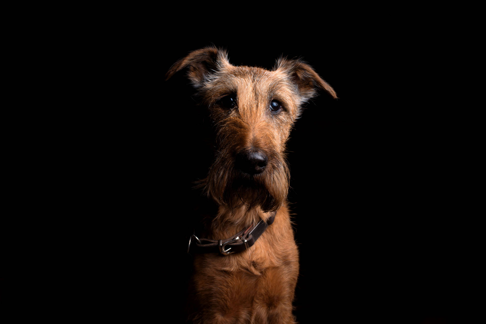 Irish Terrier Dog Wallpaper