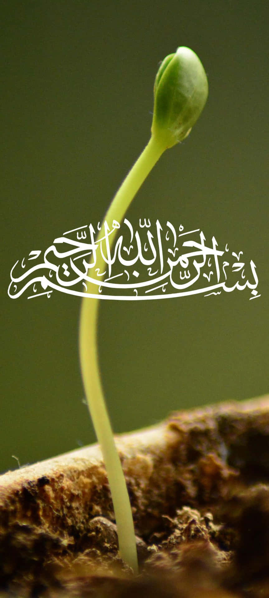 Islamic Calligraphy Sprout Growth.jpg Wallpaper