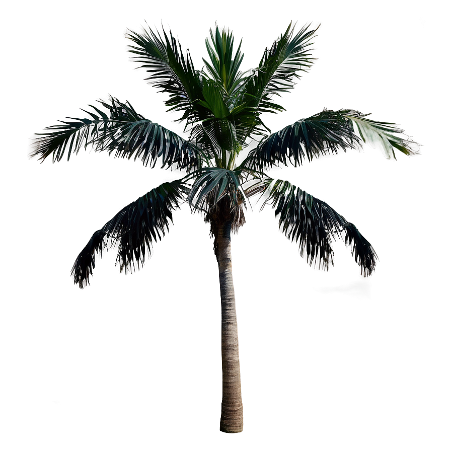 Isolated Black Palm Tree Png Bdc32 PNG