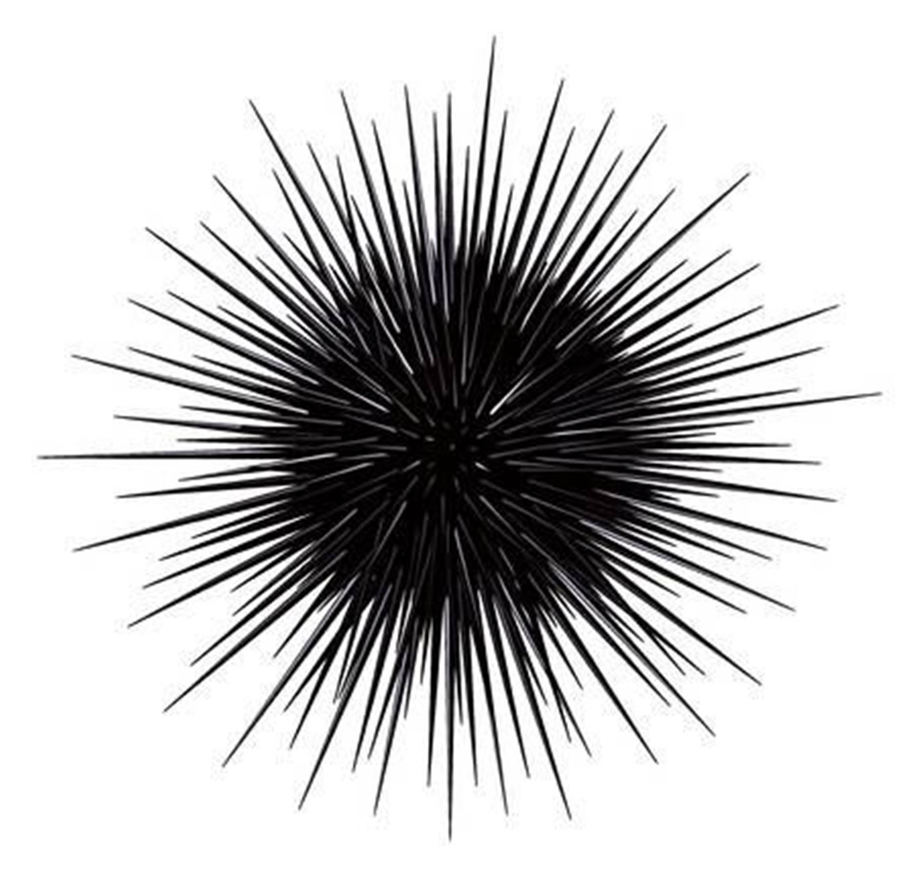 Isolated Black Sea Urchin With Long Spine Wallpaper