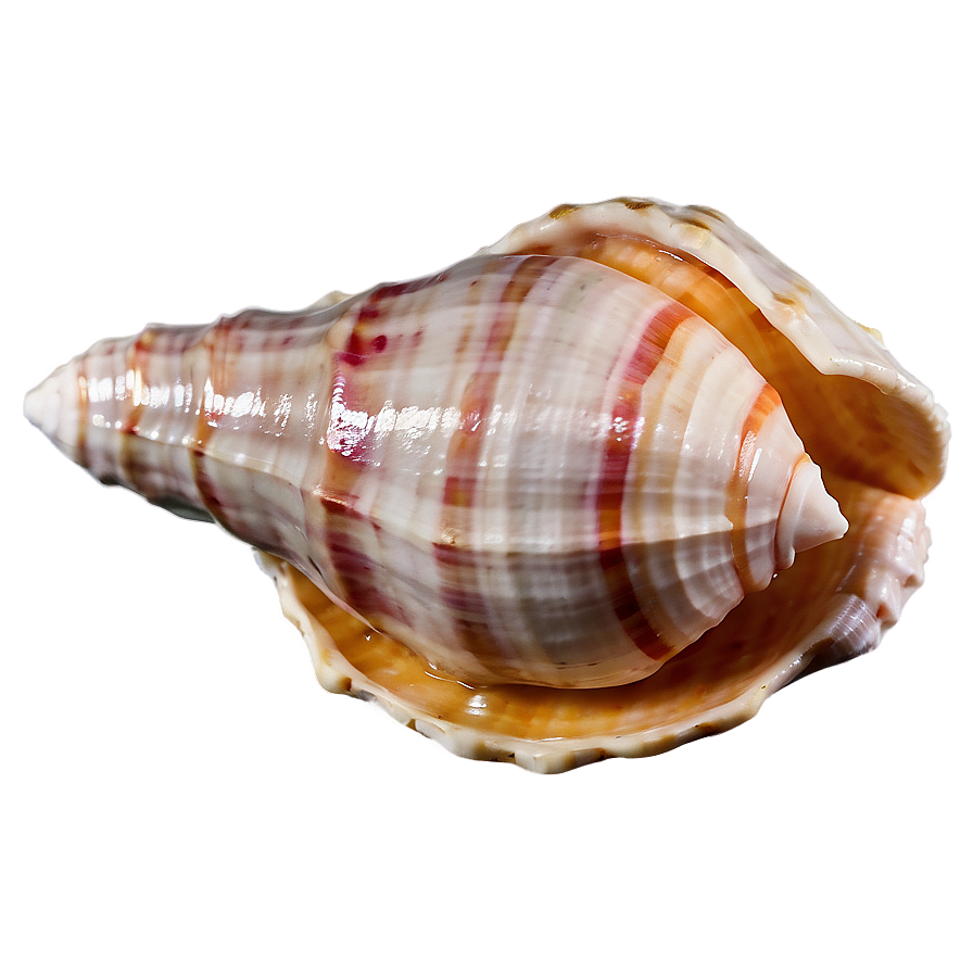 Isolated Conch Shell Image Png 06132024 PNG