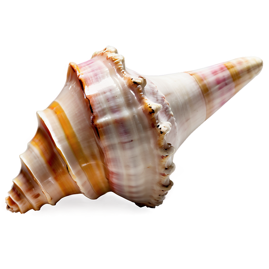 Isolated Conch Shell Image Png 87 PNG