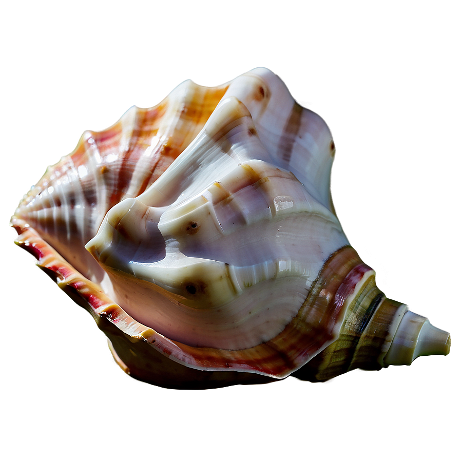 Isolated Conch Shell Image Png Seu39 PNG