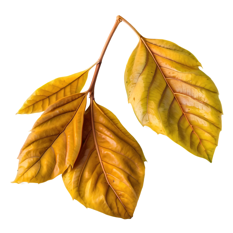 Isolated Fall Leaf Png 05252024 PNG