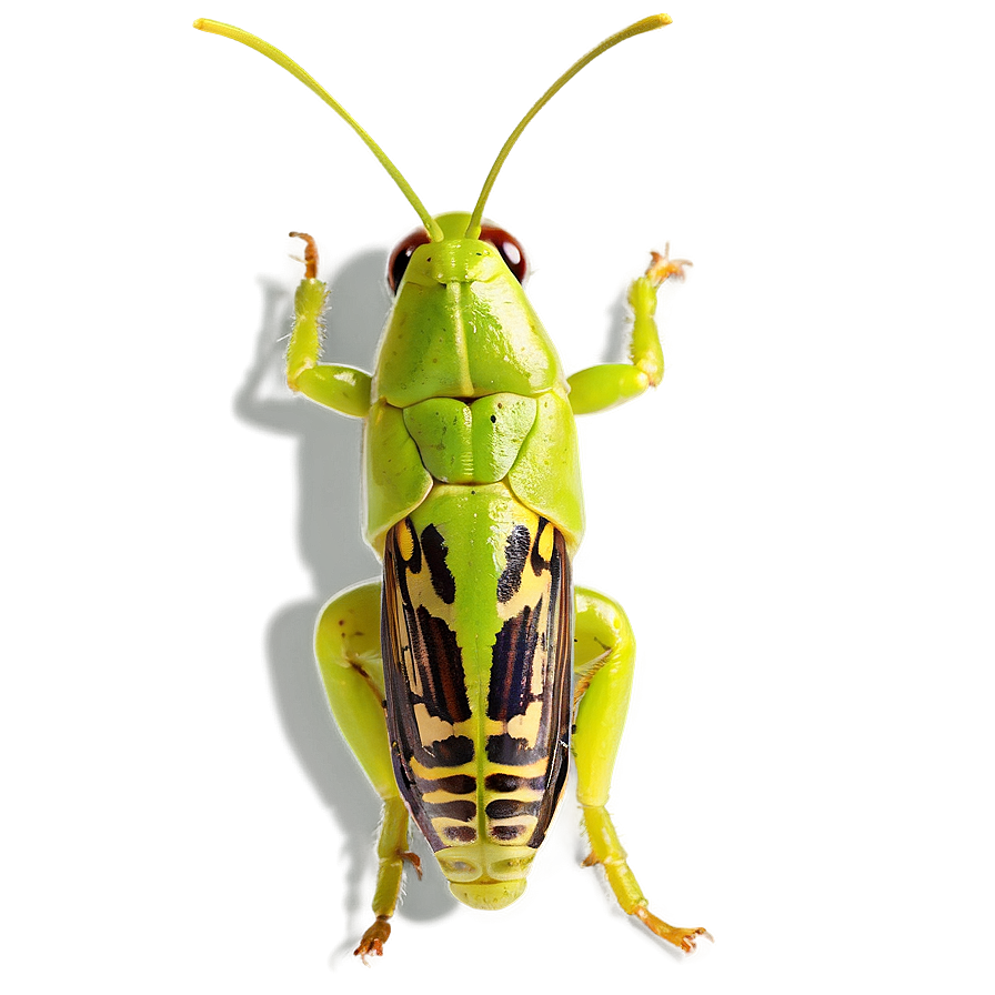 Isolated Grasshopper Image Png Ids PNG